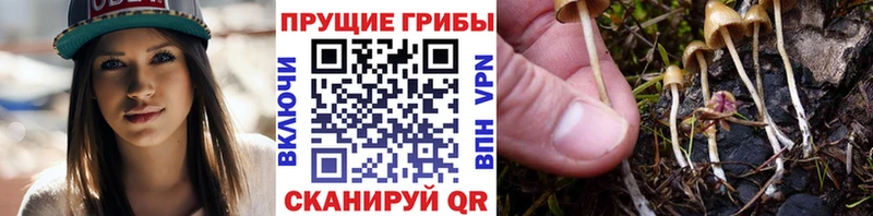 Купить закладки  Гусев  Псилоцибиновые грибы MAGIC MUSHROOMS 